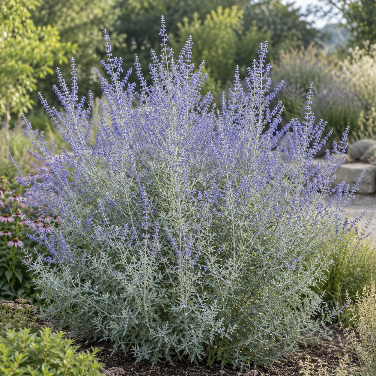 Russian Sage
