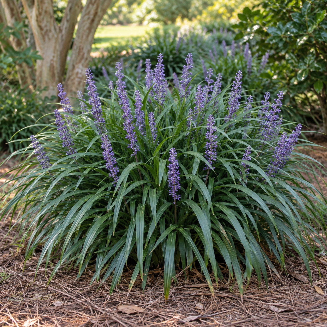Liriope